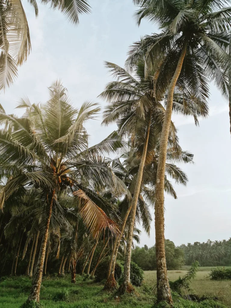 coconut trees on the grass field Kerala eco friendly house builders High-quality home builders in Pathanamthitta
